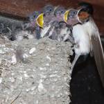 ツバメの“タワマン” 名張の農村地帯で45年間建設中 最上階にひな6羽