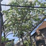 カーポート下にバラ満開 名張市の原さん方