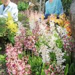 かれんなエビネラン 伊賀・中西さん方の庭で