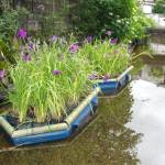 涼を演出「花筏」 ハナショウブ載せゆらり 名張の簗瀬水路