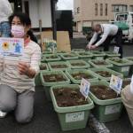 ウクライナに平和を 銀座通りにヒマワリ200本 伊賀・上野南部自治協