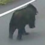 名張市内で目撃のツキノワグマ 市が映像公開