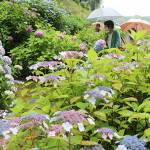 アジサイ彩る 1200株が見頃 名張市の弥勒寺で