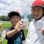 田んぼに生き物いっぱい 児童が授業で調査 名張の薦原小