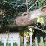 「バキバキッと……」樹齢数百年の巨木倒れる 名張・八幡神社