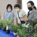 初夏の山野草展 18、19日に伊賀市で 独自視点で創作