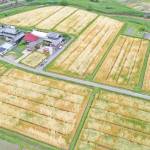 黄金色に染まる麦畑 収穫期迎え 伊賀市川合