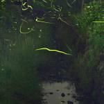 光のダンス 水辺に無数のゲンジボタル 伊賀市種生