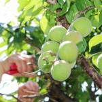 まるでマスカット? 梅の実が房状に 伊賀市の谷さん方で