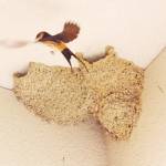 「2世帯住宅」で子育て中 コシアカツバメ 名張・藤井さん方に