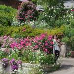 自宅にバラ120種 名付けた新種も 伊賀市の植田さん