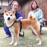 僕の尻尾は“くるくるりん” 柴犬のムーン 伊賀市の田中さん方