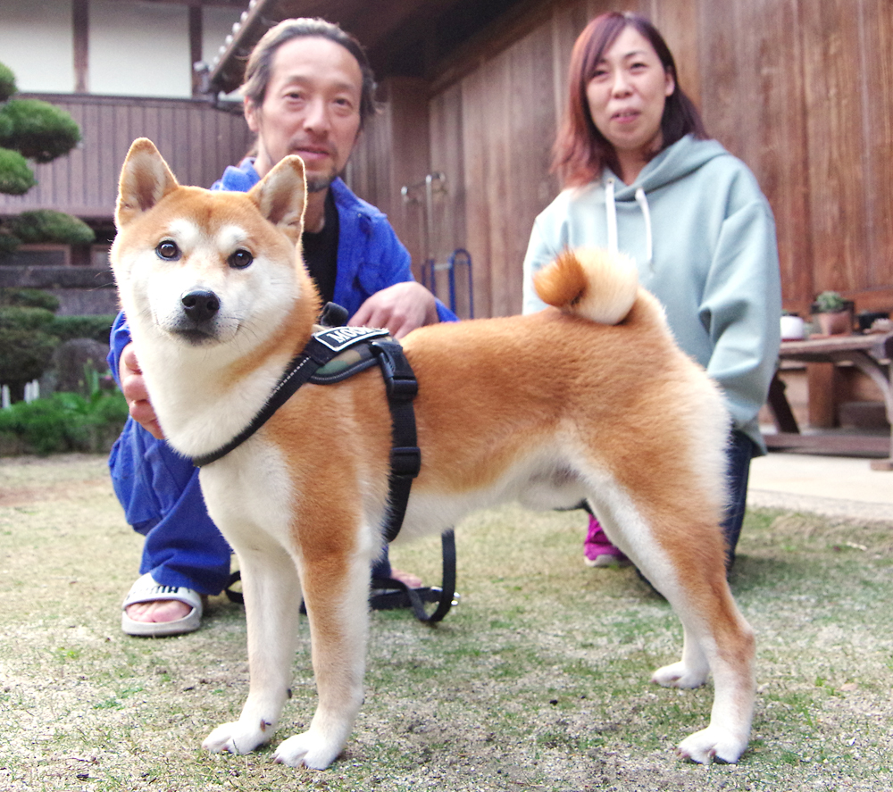 僕の尻尾は くるくるりん 柴犬のムーン 伊賀市の田中さん方 伊賀タウン情報 You