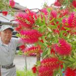 亡妻選んだ赤い花「ブラシノキ」 伊賀市の竹田さん