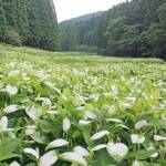 初夏に色付くハンゲショウ 奈良県御杖村の谷あいで