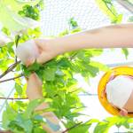 校庭育ちの桃 児童が収穫 名張の箕曲小