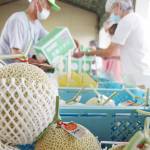 甘みたっぷり 特産の美旗メロン販売開始 名張市