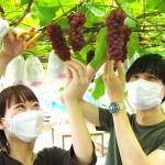 甘い実たわわ 青蓮寺の観光ブドウ狩りスタート 名張市