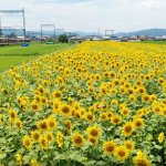ヒマワリ一面に 名張市新田で