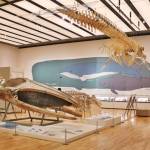 三重県沿岸の鯨類に焦点 総合博物館企画展 9月11日まで