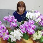 10年以上続けて咲く 母喜ばせたコチョウラン 伊賀市の松浦さん