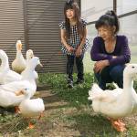 アヒル6羽と愉快な生活 伊賀市の西川さん