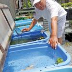 “メダカ熱”毎日癒やし 名張市の髙松さん