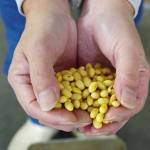 連載・名張の長寿企業【25】ひきもと豆腐店