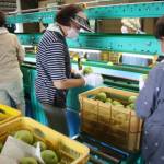 白鳳梨の本格出荷始まる 伊賀市羽根で