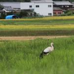田園地帯でくつろぐコウノトリ3羽 2日前は京都で目撃 伊賀市比自岐