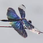 キラキラヒラヒラ チョウトンボ舞う 伊賀市山出の池