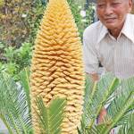 黄金色ソテツ 待望の初開花 名張で成長