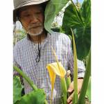 珍事? サトイモ4年続けて開花 伊賀市内の畑で