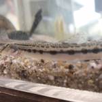 図書館に「ミニ水族館」 名張川の生物見てみよう 30日まで