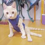 神社で保護された猫は下半身まひ 懸命に世話する団体代表 伊賀