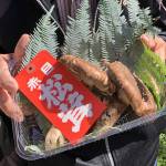 「赤目松茸」ブランド消滅? 競り市廃止、組合解散 収穫減や高齢化で 名張市