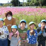 満開のコスモス背にサツマイモ収穫 伊賀・いなこ保育園