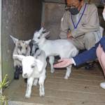 ヤギ除草隊に赤ちゃん6匹誕生 職員「可愛さに悶絶」 伊賀市の小田遊水地