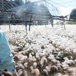 朝霧で一面真っ白に 水滴まとう「チカラシバ」 名張