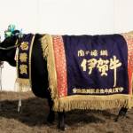 名誉賞は中林牧場の「かつゆきふじ」 伊賀牛の最高位に