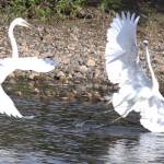 鳥が転ぶ瞬間も激写 変わった動植物の写真集発行 名張の朝倉さん