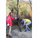 「桜の名所に」 東山ふれあいの森にカワヅザクラ植樹 名張LC