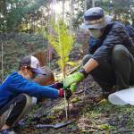 770年の伝統つなぐ 児童が「松明調進」のヒノキ100本植樹 名張