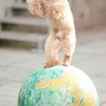 リク、ありがとう。 芸達者「玉乗り犬」天国へ 名張