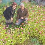 今年2度目の満開 自然に庭鮮やか 伊賀市の白井さん方