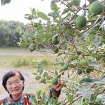 甘酸っぱい実「知る人増えて」 フェイジョア栽培 伊賀市の上島さん