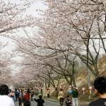 「名張桜まつり」4年ぶり開催へ イベントは4月1日 実行協が発表