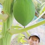 シャキシャキ食感「もっと実大きく」 パパイヤ栽培 名張の福田さん