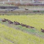 「ピーヒョロロン」トビの群れ並んで休憩 60羽飛来 名張