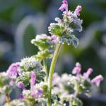 伊賀で今季初の冬日 氷点下1・1度 寒さ厳しい朝